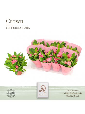 EUPHORBIA TIARA CHARLOTTE ROZE