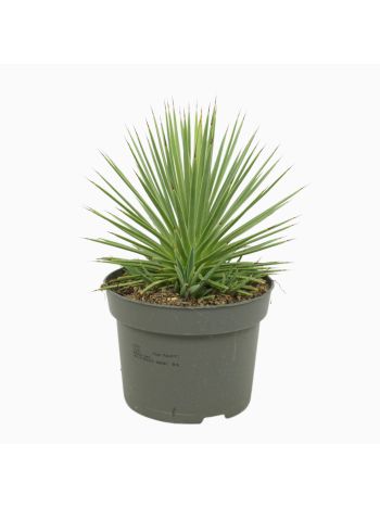 AGAVE NANA