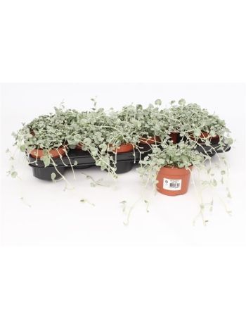 DICHONDRA SILVER FALLS