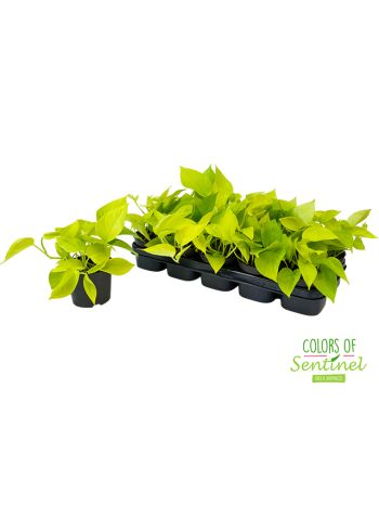 EPIPR GOLDEN POTHOS