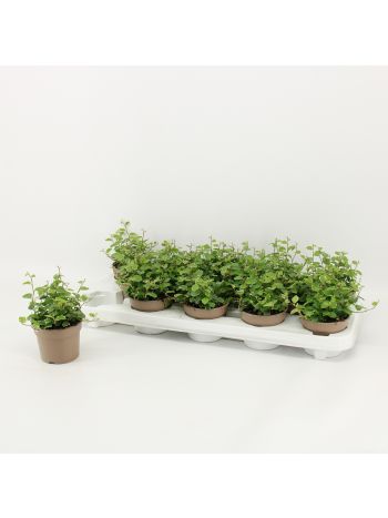 FICUS PUMILA WHITE SUNNY