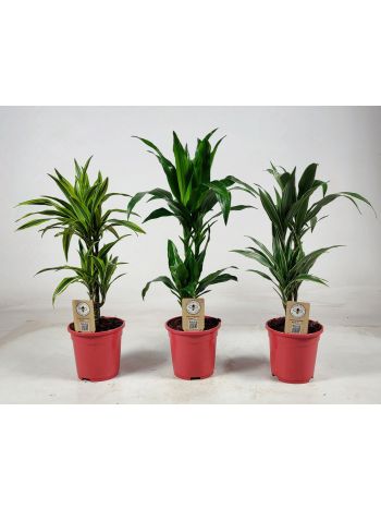 DRA DE GEM 2 TÖRZSES