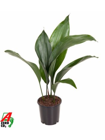 ASPIDISTRA ELATIOR