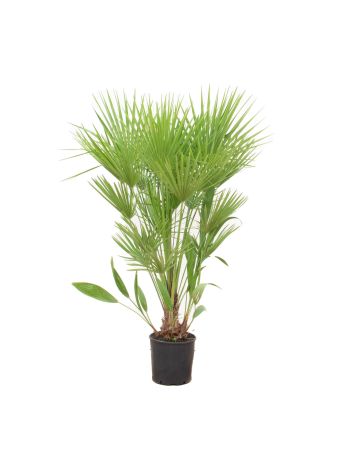 CHAM HUMILIS