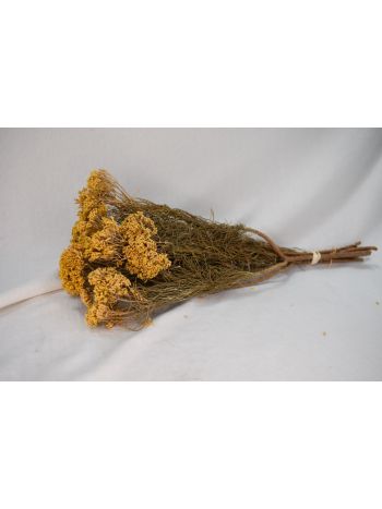 Csoroszlyabokor 35-45cm D3017500