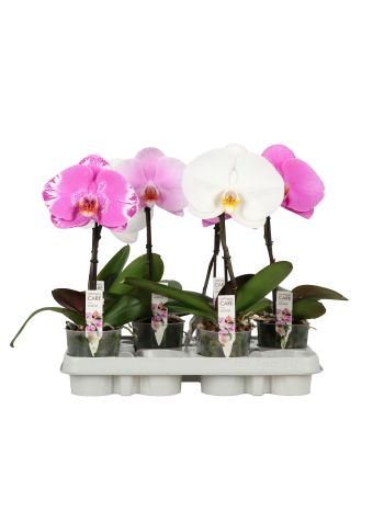 PHAL SINGOL MIX