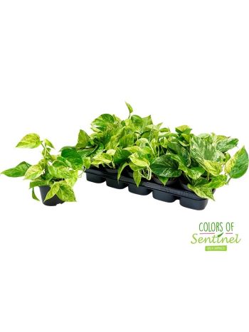 EPIPR MARBLE QUEEN