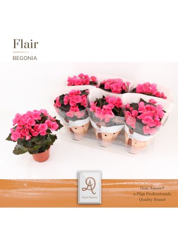 BEG HL ADONIA PINK