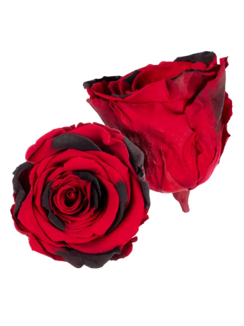 ZZ A TARTÓSRÓZSA LL RED 03