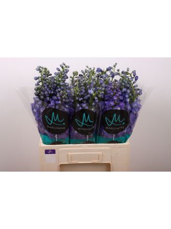 DELPH GUARDIAN BLUE 60CM