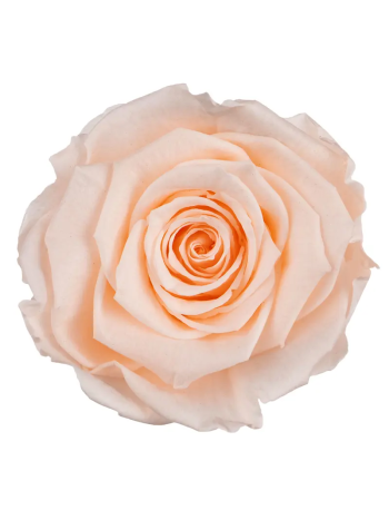 ZZ A TARTÓSRÓZSA LL PEA 89