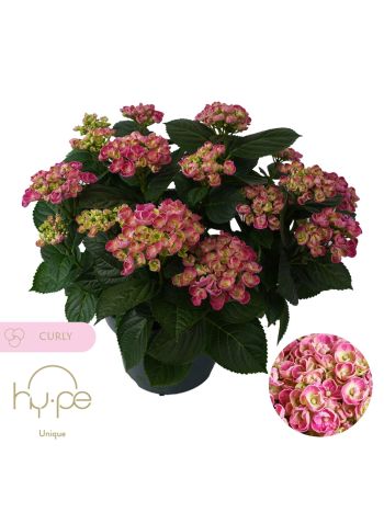 HYDR CURLY WURLY PINK