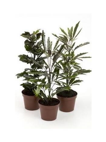 DIZYG ELEGANTISSIMA