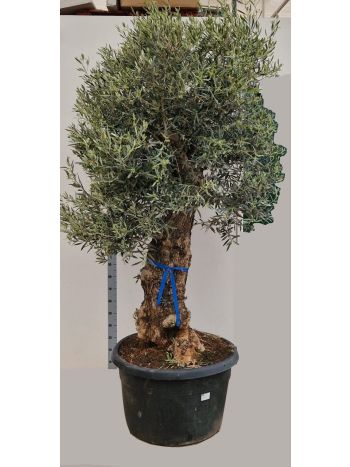 OLEA EUROPAEA