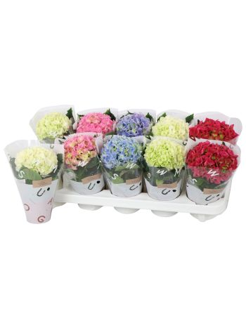 ZZ HYDRANGEA MIX 1+