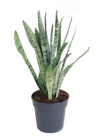 SANSEV SILVER PRINCESS