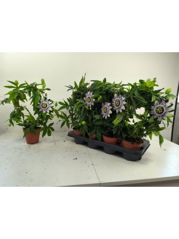 ZZ PASSIFLORA caerulea blauw
