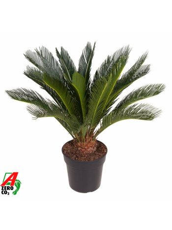 CYCAS REVOLUTA