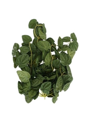Selyemvirág futó Peperomia 35 cm zöld