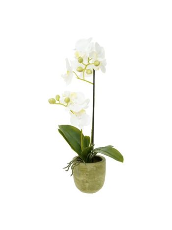 Selyemvirág Lepkeorchidea 2 ágú- kaspóban műanyag 46 cm fehér- zöld