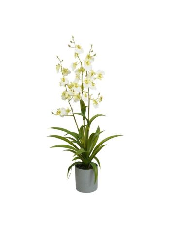 Selyemvirág orchidea 3 ágú- Oncidium- kaspóban műanyag 70 cm fehér- zöld