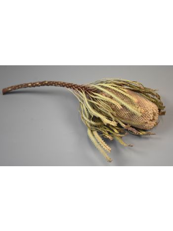 Banksia Hookerana natúr