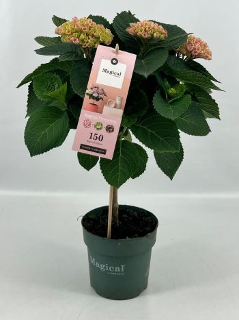 ZZ HYDRANGEA MAGICAL TÖRZSES