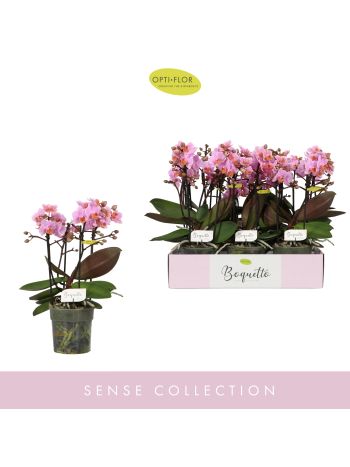 PHAL MF BOQUETTO ROMANTICO AKCIO