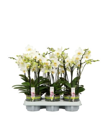 PHAL FLORA FEHÉR