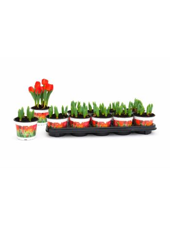 TULP RED BABY 12 CM