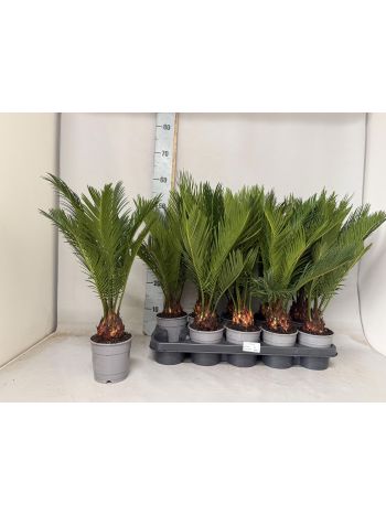 CYCAS REVOLUTA