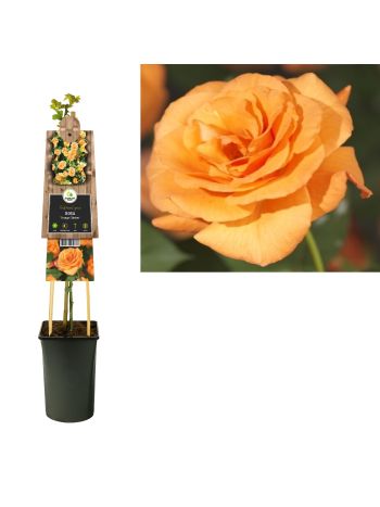 ROSA ORANGE CLIMBER