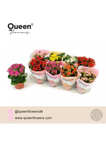 KAL QUEEN MIX *8
