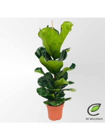 FICUS LYRATA