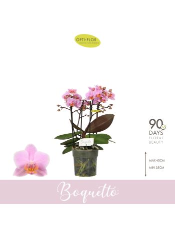 PHAL MF BOQUETTO ROMANTICO
