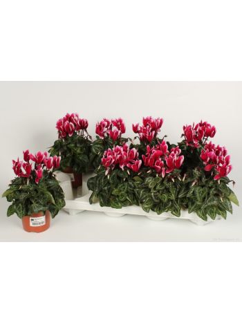 CYCL KL FANTASIA MAGENTA