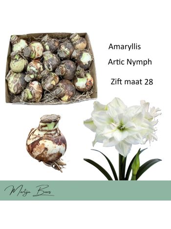 HIPP HAGYMA ARTIC NYMPH