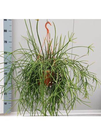 LEPISMIUM ASUNTAPATENSE