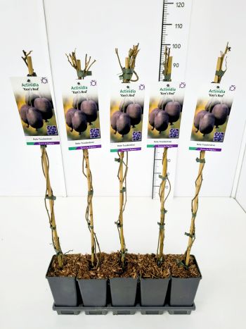 ACTINIDIA ARGUTA KEN'S RED