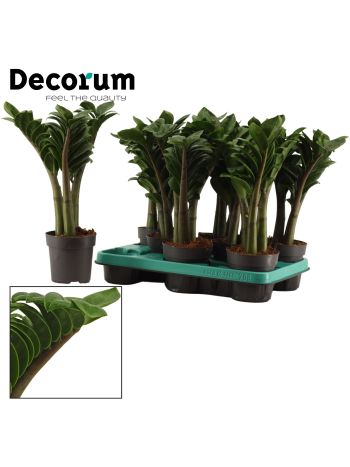 ZAMIOCULCAS ZENZI