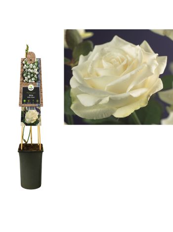 ROSA WHITE CLIMBER