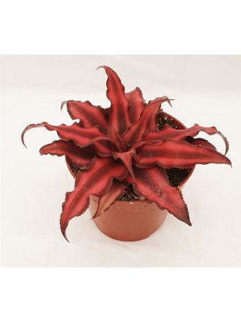 CRYPTAN BIV RED STAR