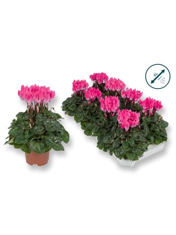 CYCL XL LICHT ROZE