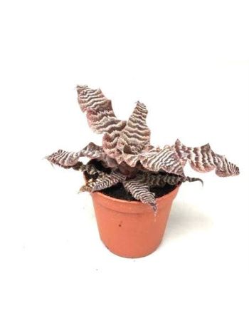 CRYPTAN ZONATUS