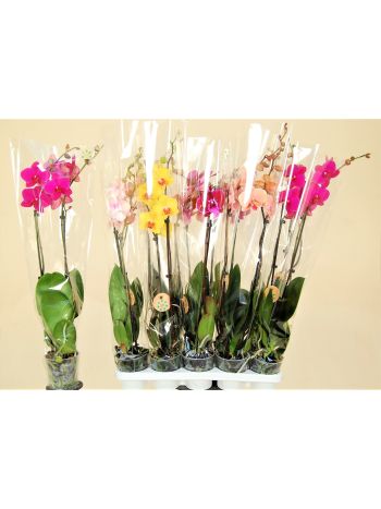 PHAL 2 ÁG MIX TL