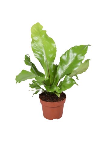 ASPLENIUM NIDUS