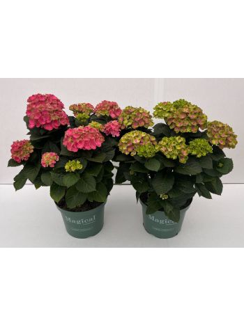 ZZ HYDRANGEA MAGICAL
