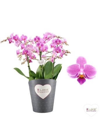 PHAL DUETTO FLIRT MULTI PAARS 4 ÁG
