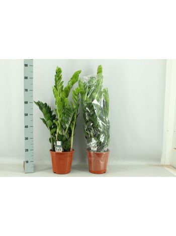 ZAMIOCULCAS ZAMIIFOL