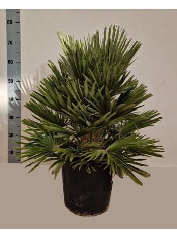 CHAM HUMILIS